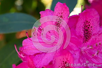 Closeup of pink rhododendron blossom in butchart gardens Stock Photo