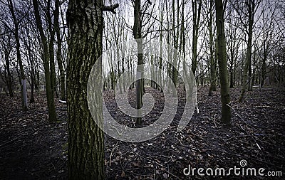 High Definition Forest Stock Photo