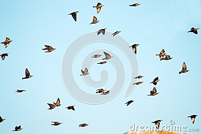 high degree of interaction among flying flock of starlings Stock Photo