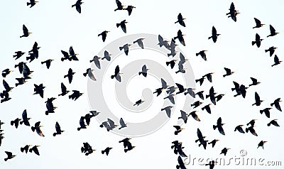 High degree of interaction among flying flock of starlings Stock Photo