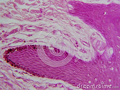 In Depth Look at Touch Receptors: Meissner's Corpuscle in High Detail Stock Photo