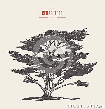 High detail vintage cedar tree drawn, vector Vector Illustration