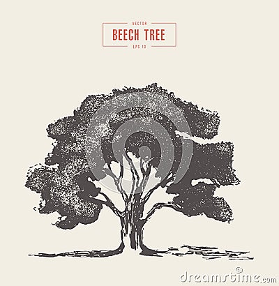 High detail vintage illustration beech tree vector Vector Illustration