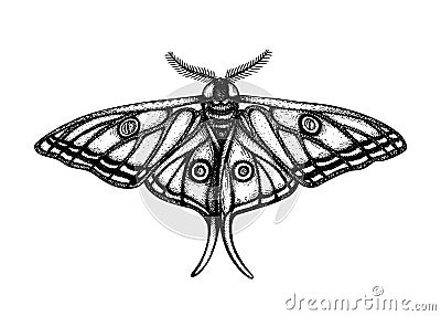 High detailed illustration of Spanish moon moth Graellsia isabellae. Hand drawn tropical butterfly sketch. Vintage insect Vector Illustration