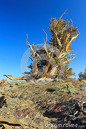 Gnarly Bristlecone Pine in the White Mountains, California, USA Stock Photo