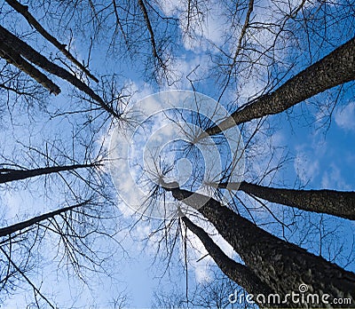 High empty trees uplifted high Stock Photo