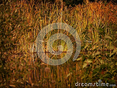 High grasses on the banks of a pond, in the last evening light, the grasses are reflected in the water, in the very blurred Stock Photo