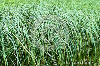 High green grass. Background of nature Stock Photo