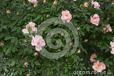 High growing bushes of fragrant gentle pink rose in a garden Stock Photo
