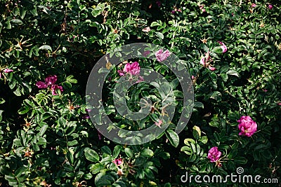 High growing bushes of fragrant pinkrose in the garden Stock Photo
