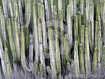 High growing cactus Stock Photo