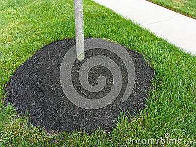 High heap of mulch around a young sapling Stock Photo