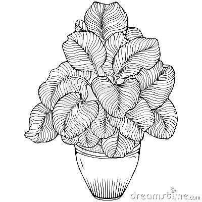 High houseplant Calathea in a pot Vector Illustration