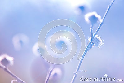 High key abstract thistle Stock Photo