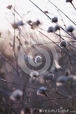 High key abstract thistle Stock Photo