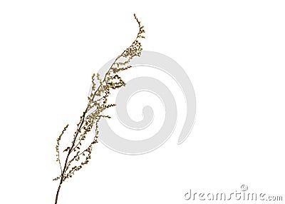 High key botanical minimalist art Stock Photo