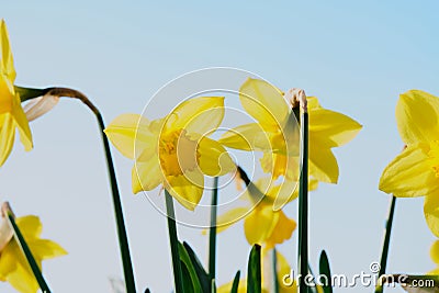 High key image of yellow daffodils with copy space Stock Photo