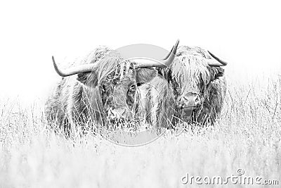 Highland Cow on white Stock Photo