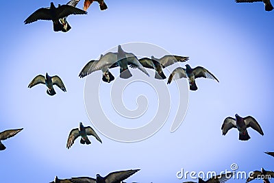 Pigeons flying on the square in bunch Stock Photo