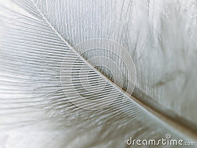 High magnification down feather Stock Photo