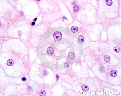 Human hepatocyte. Nucleolus Stock Photo