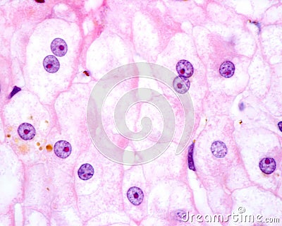 Human hepatocyte. Nucleolus Stock Photo