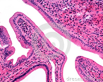 Simple columnar epithelium. Ampulla of Vater Stock Photo