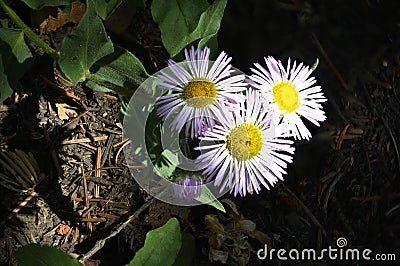 High Mountain Miniature Flowers on Sandia Crest Stock Photo