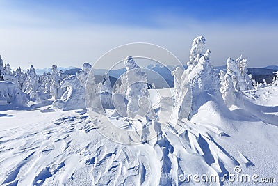 High on the mountains, on the lawn stand trees covered with snow, which look as ice sculptures. Textured forms. Landscape. Stock Photo
