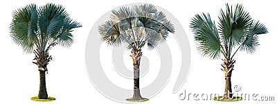 High palm trees Livistona Rotundifolia or fan palm. isolated on white background Stock Photo