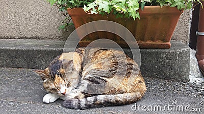 Calico Cat Sleeping in Japan Stock Photo