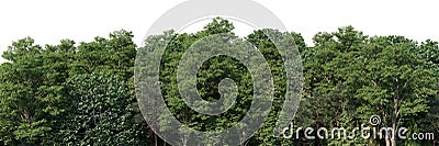 High-Quality 3D rendering of the Coniferous Forest Panorama Rendering Stock Photo