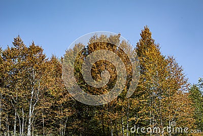 An image of the huge forest which seems a little bit yellow during summer. With the clear blue sky they complete each Stock Photo