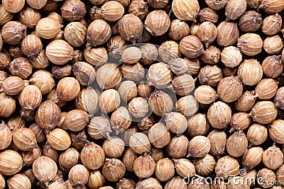 High quality seeds of aromatic coriander, in a texture form for your unique garden. Can be used by seed producers. Stock Photo
