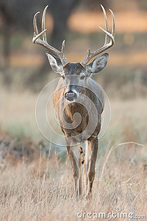 High racked whitetail buck in vertical photograph Stock Photo