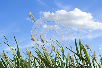 High reed against cloudy sky Stock Photo