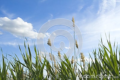 High reed against cloudy sky Stock Photo