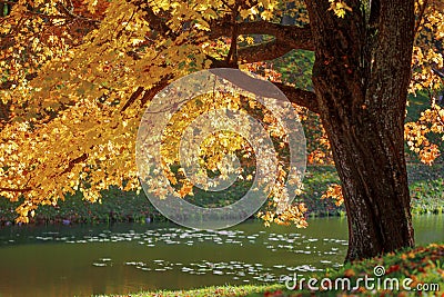 Autumn tree, golden season somewhere in suburbs Stock Photo