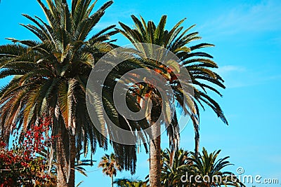 High-resolution closeup image of palm trees, showing the intricate details of the foliage Stock Photo