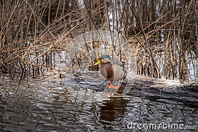 High Resolution Detailed Closeup of a Mallard Duck Standing on a log in a pond on the Chesapeake Bay Stock Photo