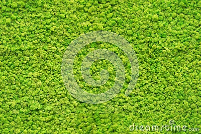 Seamless close up green moss texture Stock Photo