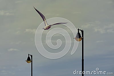 High. Seagull flight Stock Photo