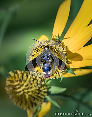 High shot of a digger wasp feeding on a yellow flower in summer Stock Photo