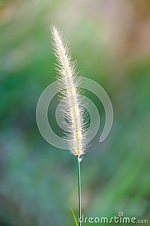 High spring grass in summer on the field Stock Photo