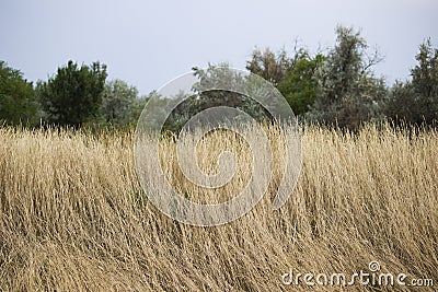 High steppe grass, harsh conditions of survival. Russia, late August, summer Stock Photo