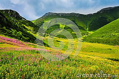 High tatras mountain green meadow with wild flowers Stock Photo