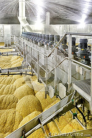 A drying kiln at a baley malting plant filled with sprouted barley Stock Photo