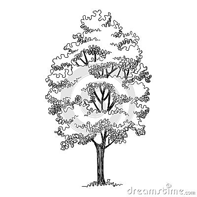 High tree icon, hand drawn and outline style Vector Illustration