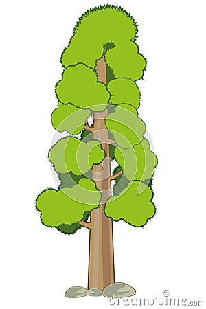 High tree sequoia on white background is insulated Cartoon Illustration