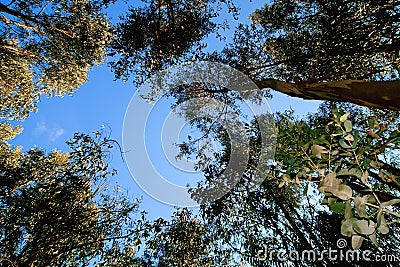 High trees Stock Photo